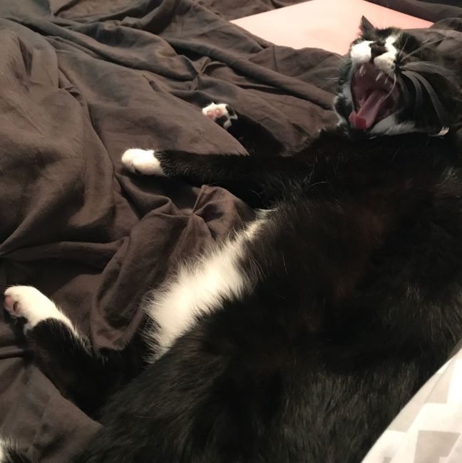 Nwr- show me your fur babies
