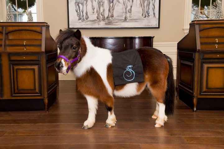 CUPCAKE THE MINI HORSE