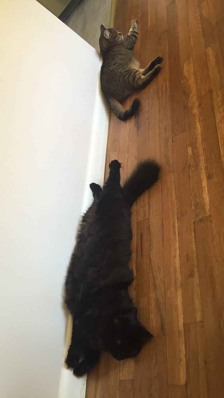 NWR:  Show me your fur babies!