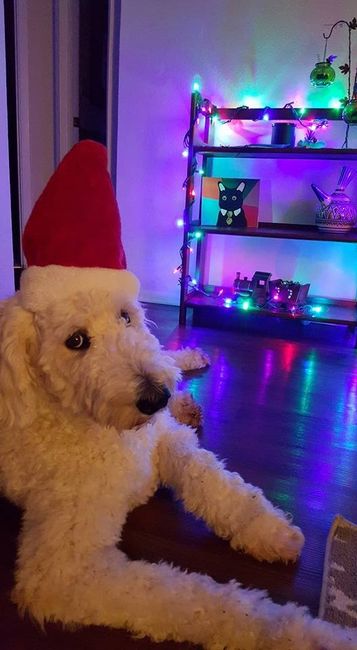 NWR: Dog Advice?