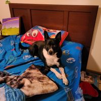 Let’s See Your Fur Babies! - 1