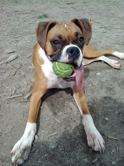 We havent had a pet post in a minute.