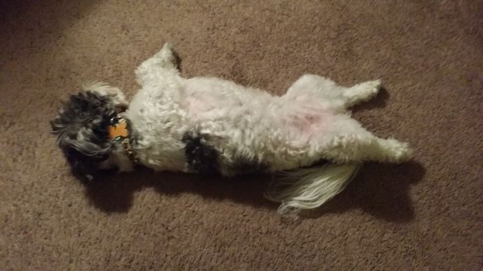 NWR: What is your pet scared of?