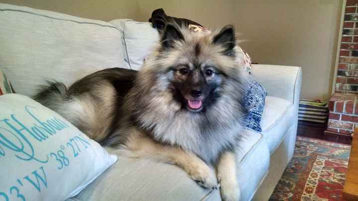 Finally found time to write my intro! **Plus puppy picture**