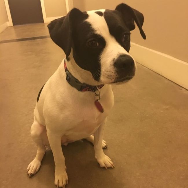 NWR: Puppies and fur babies!
