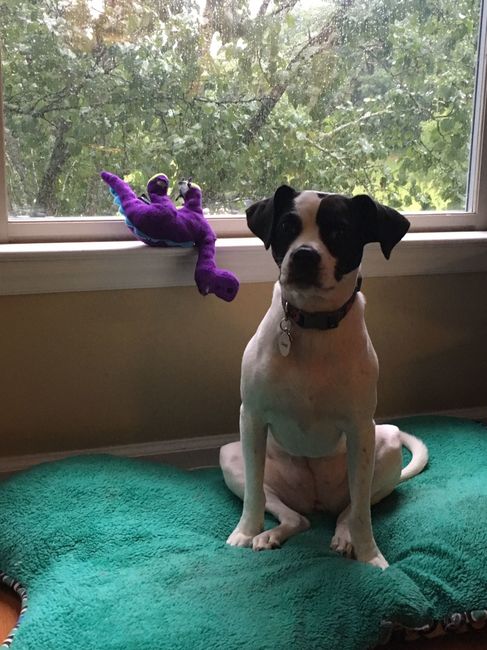 NWR: My pup thinks she's people. She's right. Show me your "people pups!"