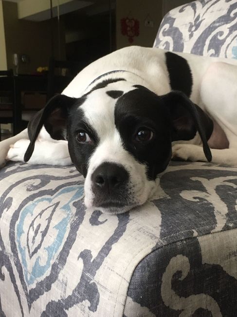 NWR: National Dog Day!