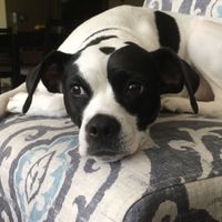 NWR: National Dog Day!