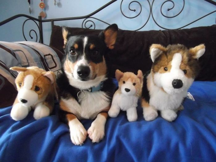 Nwr- show me your fur babies