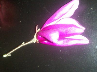WTF is this flower?