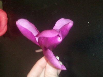 WTF is this flower?