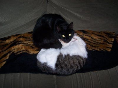 NWR... my cats.. do you have any pets?