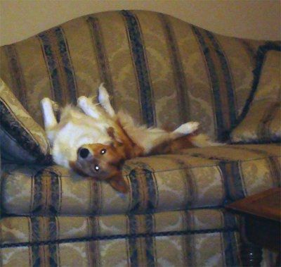Totally NWR: My poor dog
