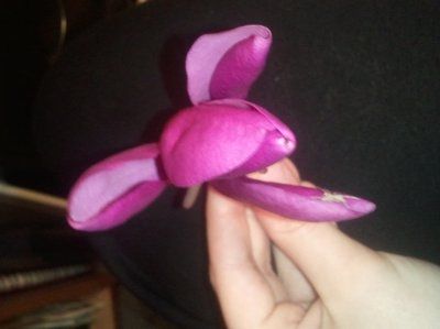 WTF is this flower?