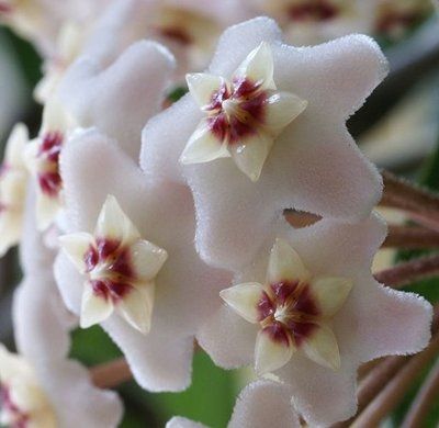 Can anyone tell me what flower this is?