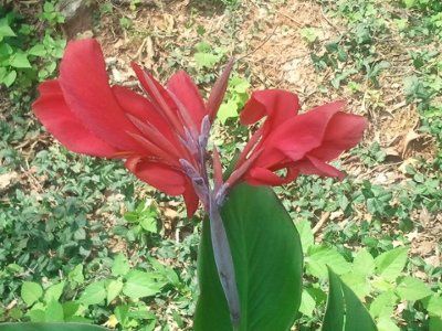 NWR: Need some help. Let's play Name That Flower!