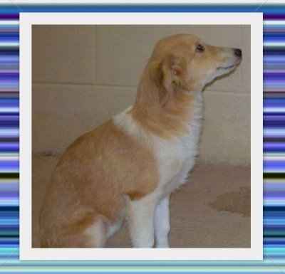 NWR: Urgent!!! $20 will save their lives