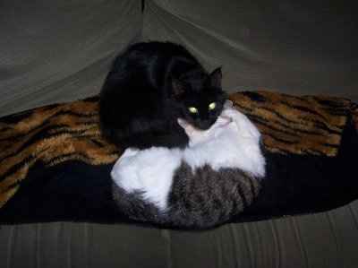 NWR... my cats.. do you have any pets?