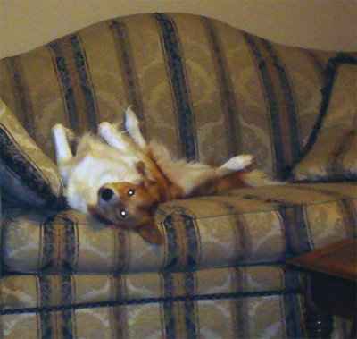 Totally NWR: My poor dog