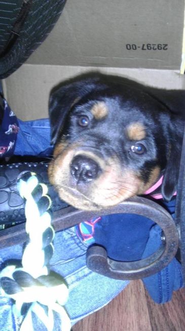 NWR:  Fur Babies