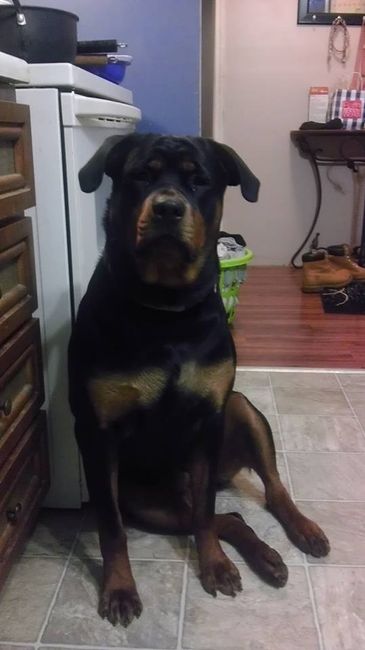 NWR:  Fur Babies