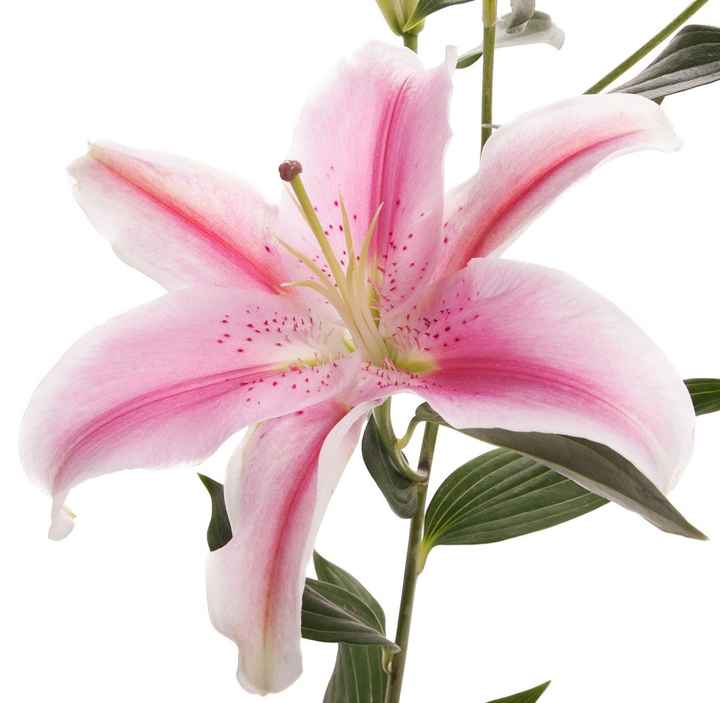 I think I have decided on.... opinions welcome!