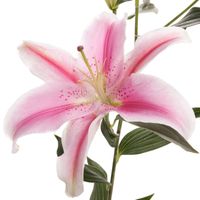 I think I have decided on.... opinions welcome!