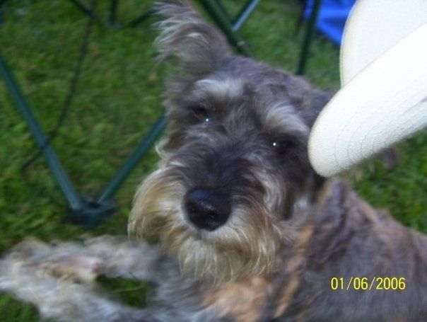 Keeping my mind of my wedding...Show me your dog:)!!**Pics