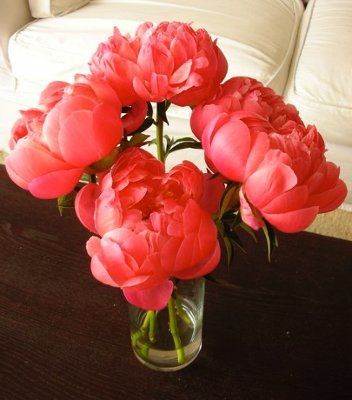Peonies