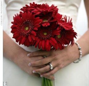 Can someone show me bouquets/arrangemets for ceremony with gerber dasies.....