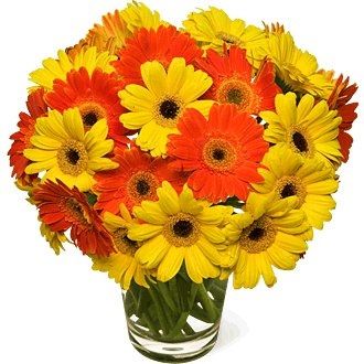 Can someone show me bouquets/arrangemets for ceremony with gerber dasies.....