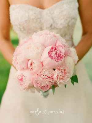 Peonies