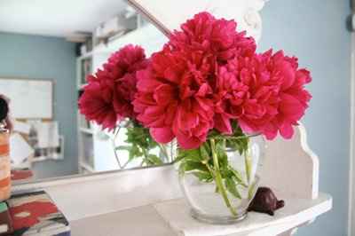 Peonies
