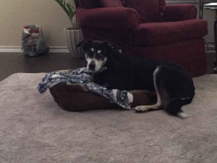 She's trying to fit in my sister's Yorkie's bed, lol