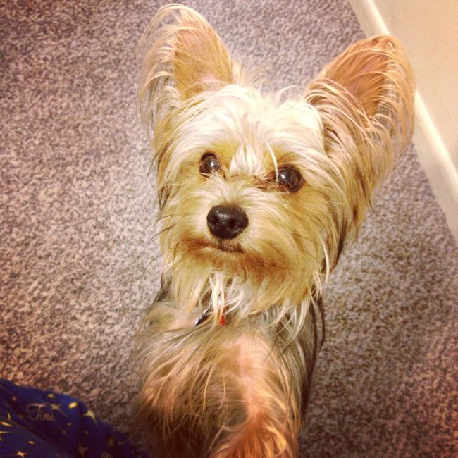 NWR: Pet Post