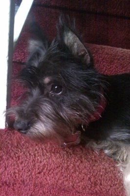 NWR: I want to see your pets!
