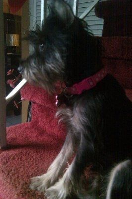 NWR: I want to see your pets!