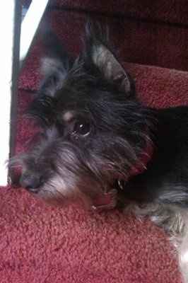 NWR: I want to see your pets!