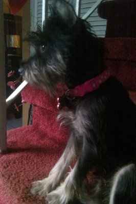 NWR: I want to see your pets!