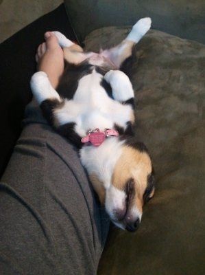 NWR: Furry Friends