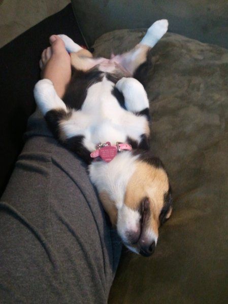 Furbabies (to lighten the mood)