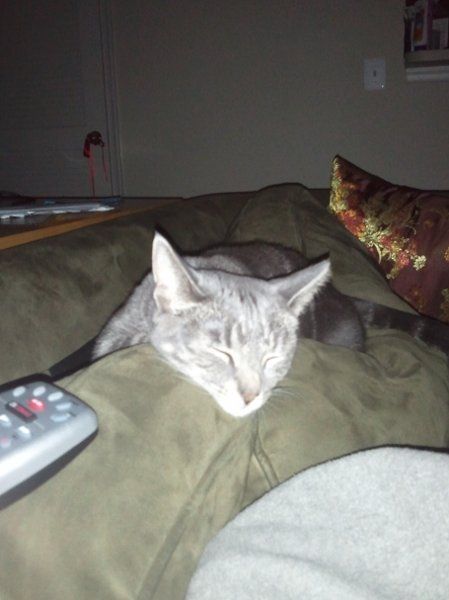 Furbabies (to lighten the mood)
