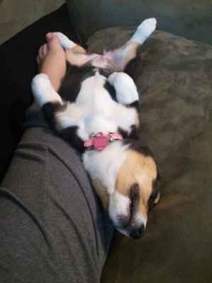 NWR: Furry Friends