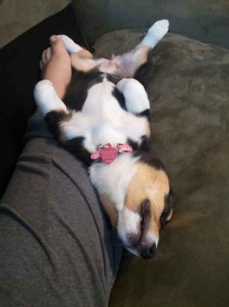 Furbabies (to lighten the mood)