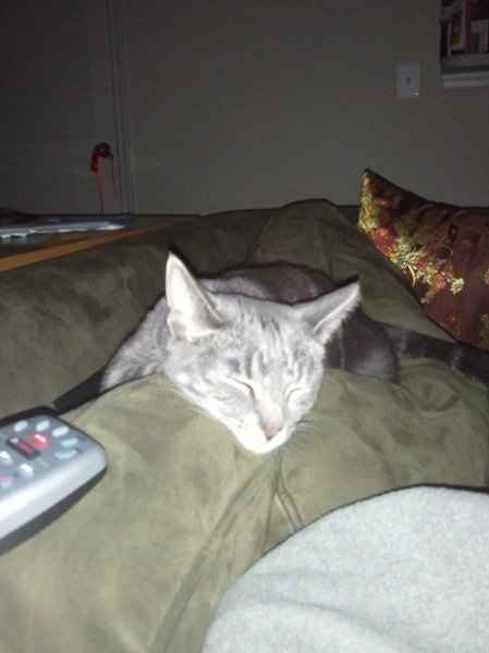 Furbabies (to lighten the mood)