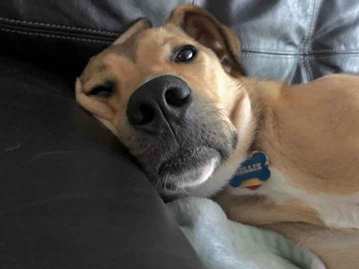 NWR: My pup thinks she's people. She's right. Show me your "people pups!"