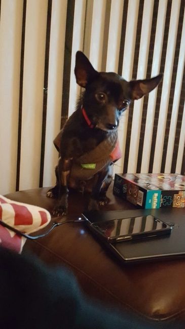 NWR: My pup thinks she's people. She's right. Show me your "people pups!"