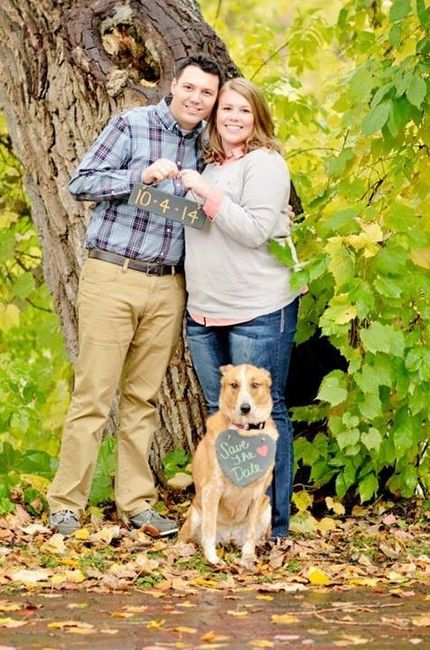 Pets in the STDs