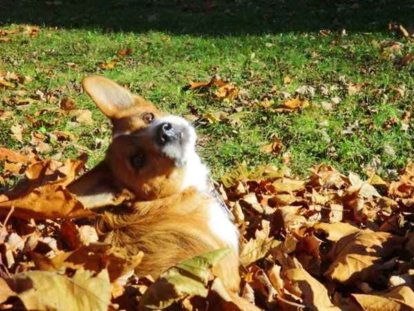 Furbabies (to lighten the mood)