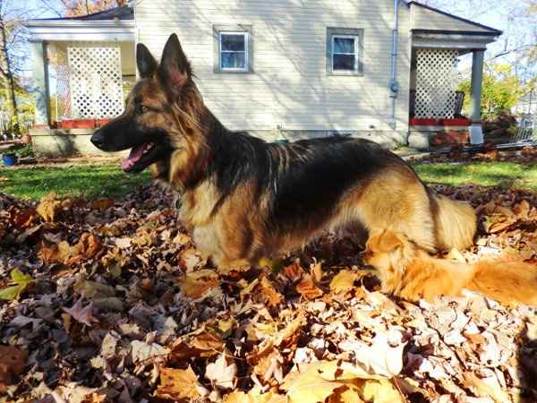 Furbabies (to lighten the mood)